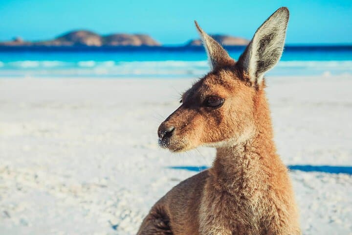 6-Day Esperance & Margaret River Adventure Tour — Beaches, Karri Forests & Swag Camping photo 2