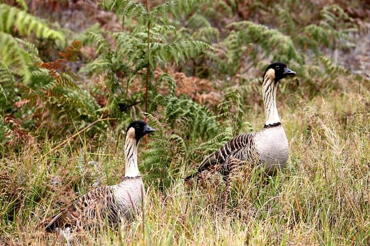 Discover Hawaii Volcanoes National Park and Hilo’s Natural Wonders on a Small Group Tour photo 6