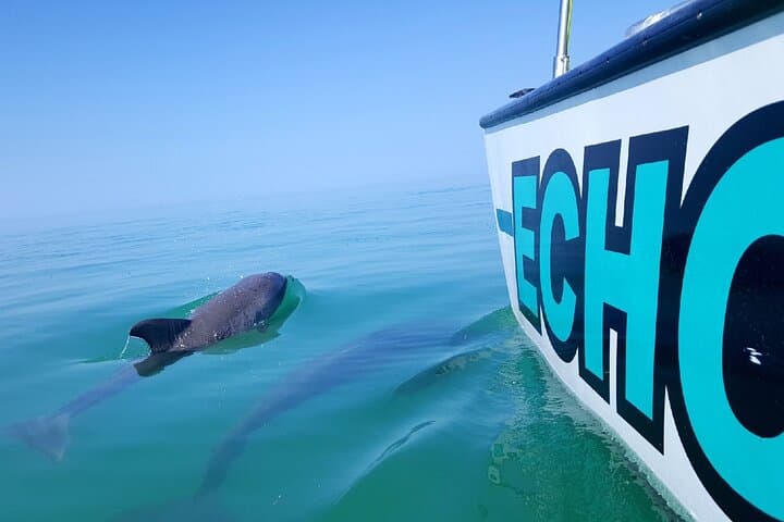 Key West Dolphin Watching and Shallow Water Snorkel on Echo Catamaran photo 4