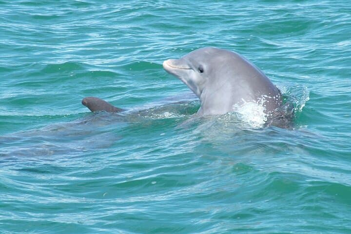 Key West Dolphin Watching and Shallow Water Snorkel on Echo Catamaran photo 5