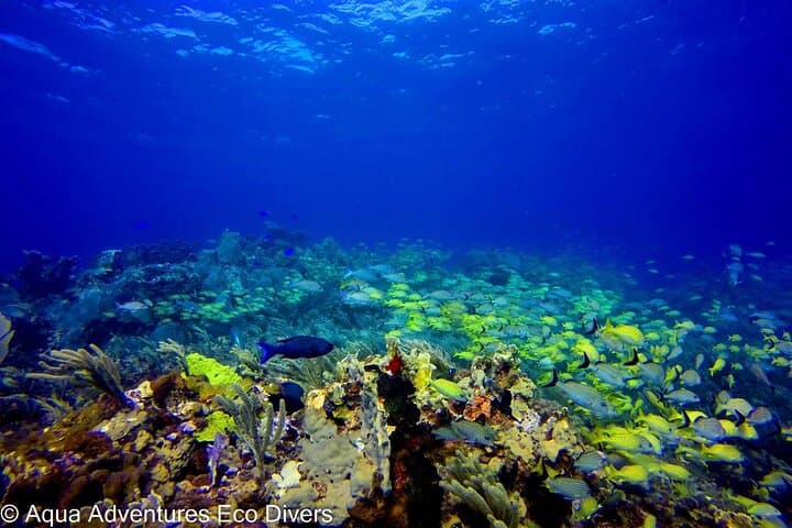 MUSA Underwater Museum & Manchones Reef: 2-Tank Dive for Certified Divers