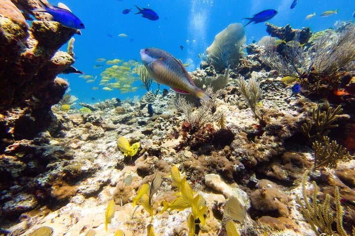 MUSA Underwater Museum & Manchones Reef: 2-Tank Dive for Certified Divers photo 2