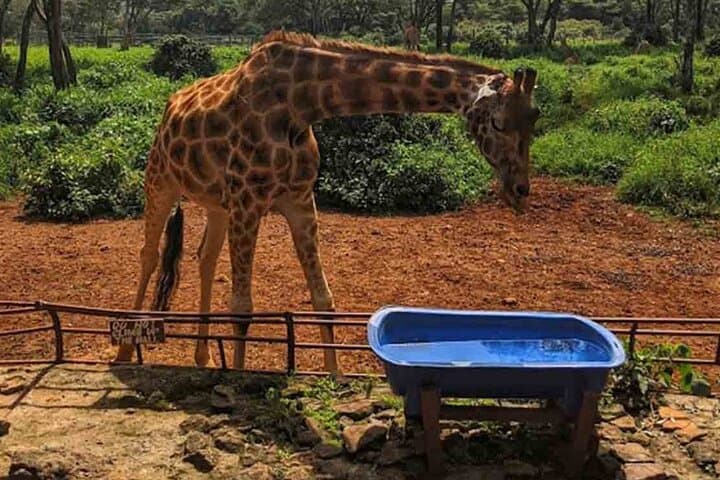 Layover Safari: Nairobi National Park & Giraffe Centre in a Single Visit photo 6