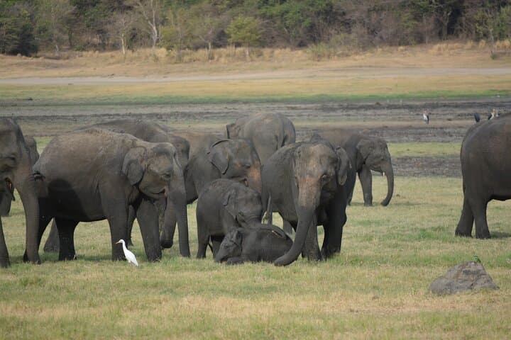Kandy to Sigiriya Day Trip: Dambulla Caves, Lion Rock & Minneriya Safari photo 5