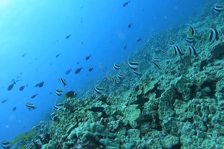 Beginner Snorkeling Tour at Magic Island Lagoon — Honolulu Introductory Reef Experience photo 2