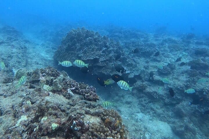 Beginner Snorkeling Tour at Magic Island Lagoon — Honolulu Introductory Reef Experience photo 3