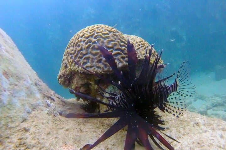 Beginner Snorkeling Tour at Magic Island Lagoon — Honolulu Introductory Reef Experience photo 5