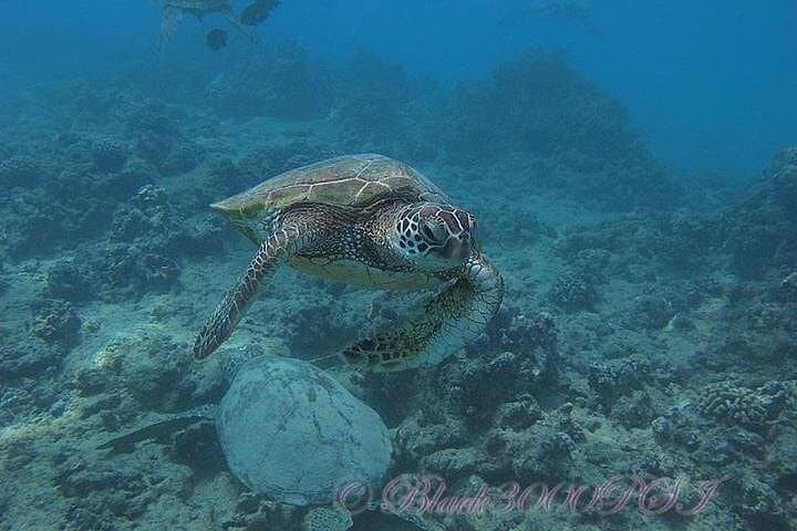 Waikiki 2-Tank Beginner Scuba: Certified PADI Dives in Oahu's Shallow Reefs photo 3
