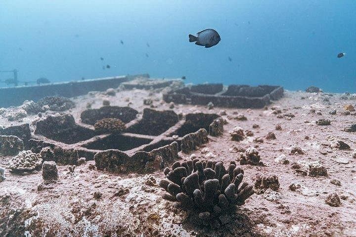 Waikiki Two-Tank Wreck & Reef Scuba Dive — Certified Boat Trips from Waikiki photo 4