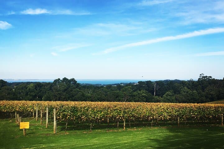 Mornington Peninsula Scenic Tour: Chairlift Ride, Beach Boxes, Winery Lunch & Chocolate Tasting photo 6