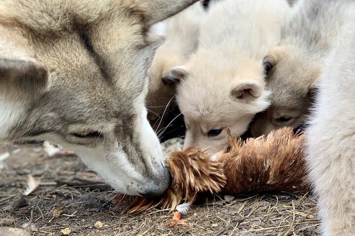 Among Wolves: Private Arctic Wolfdog Sanctuary Tour near Rovaniemi photo 2