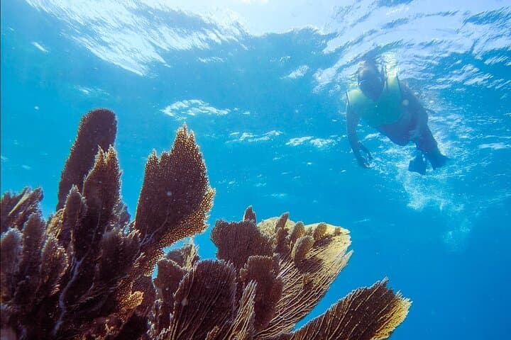 Key Largo Guided Shallow 2‑Tank Dive Trip for Certified Divers photo 5