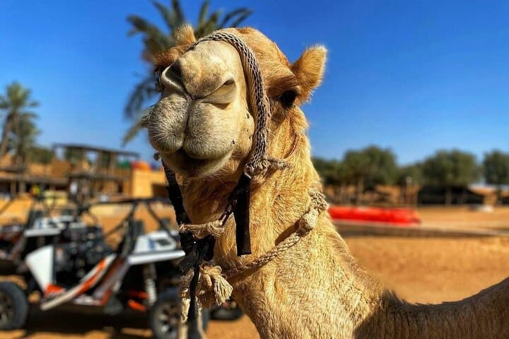 Red Dune Desert Safari: 4WD Dune Bashing, Camel Ride & Sandboarding from Dubai photo 3