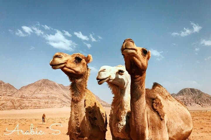 Full-Day Petra Adventure: Round-Trip from Amman to the Treasury photo 4