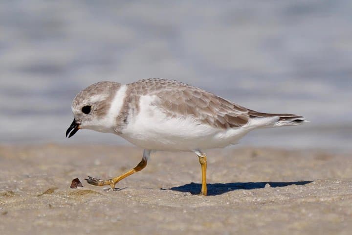 Half-Day Private Birding Tour at Fort De Soto Park — St. Petersburg Birdwatching Guide photo 3