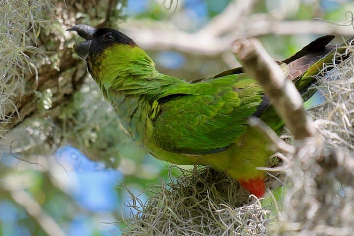 Half-Day Private Birding Tour at Fort De Soto Park — St. Petersburg Birdwatching Guide photo 2