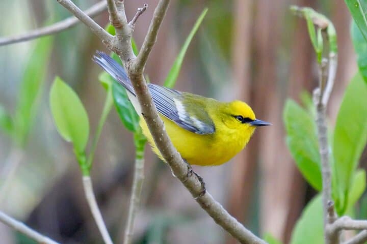 Half-Day Private Birding Tour at Fort De Soto Park — St. Petersburg Birdwatching Guide photo 4