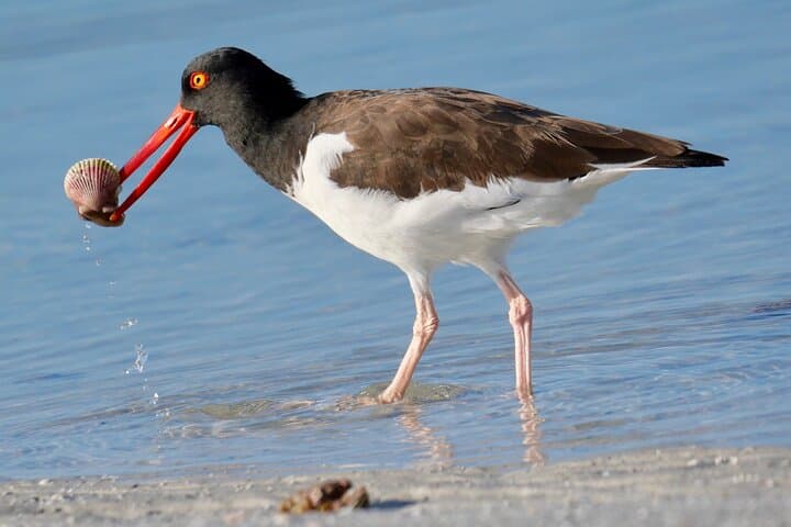 Half-Day Private Birding Tour at Fort De Soto Park — St. Petersburg Birdwatching Guide photo 1