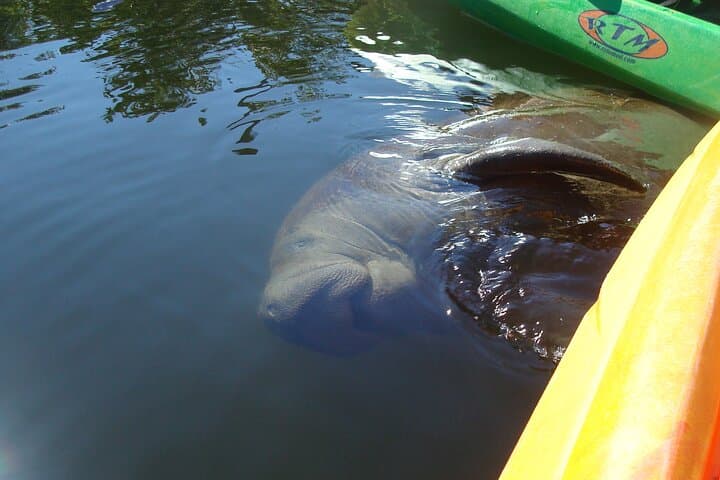 Sunset Kayak Tour in Pelican Bay — Fort Myers Beach Mangrove Paddle photo 6