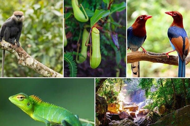Day Tour to Sinharaja Rain Forest: From Bentota to Sri Lanka’s Last Primary Jungle