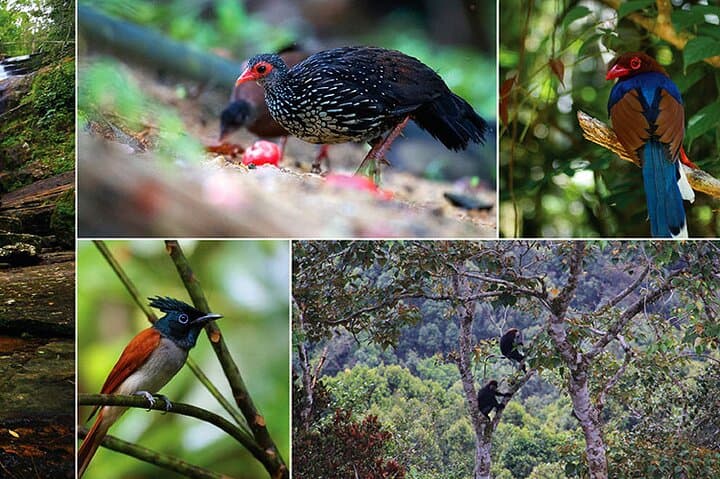 Day Tour to Sinharaja Rain Forest: From Bentota to Sri Lanka’s Last Primary Jungle photo 2
