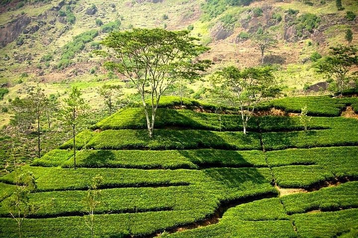 Kandy and Nuwaraeliya Two-Day Tea Country Tour: Temple, Falls & Gardens photo 1