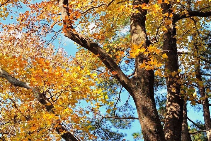 Huangnan Old Road Fall Foliage Hike — 1-Day Tiantai Trail from Hangzhou