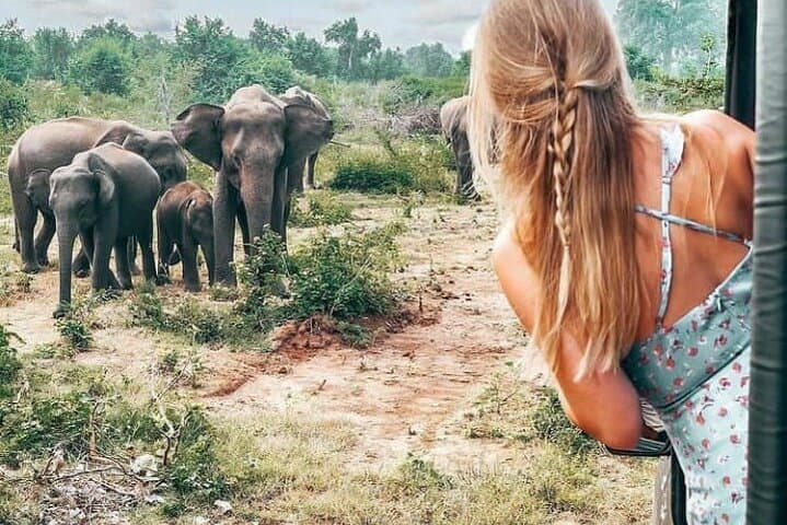 Udawalawe Safari: Tracking Elephant Herds Between Nuwara Eliya and Yala