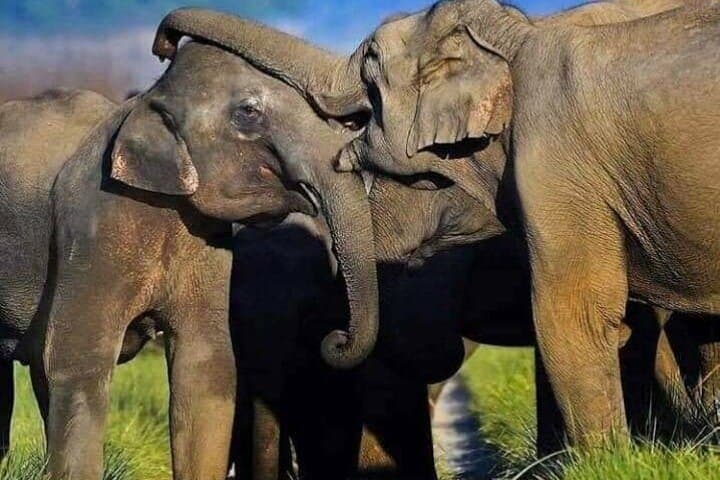 Udawalawe Safari: Tracking Elephant Herds Between Nuwara Eliya and Yala photo 2