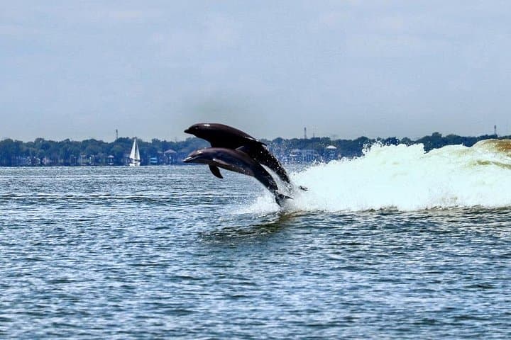 Galveston Day Trip from Houston: Tall Ship Elissa, Dolphin Harbor Cruise & Historic Sights photo 3