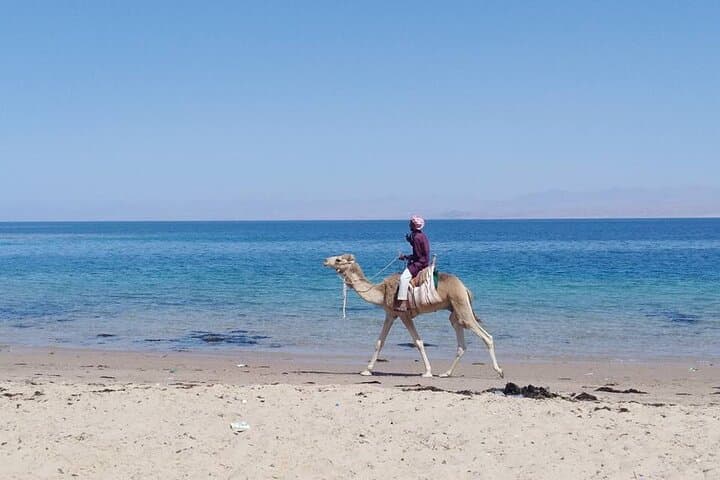 Blue Lagoon and Ras Abu Galum Private Day Tour from Dahab: Snorkel and Camel Ride photo 3