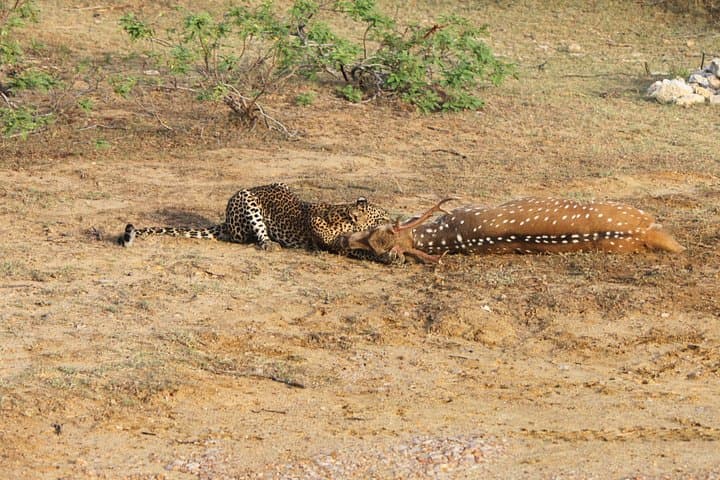 Full-Day Yala National Park Safari — Best Chance to See Leopards photo 1
