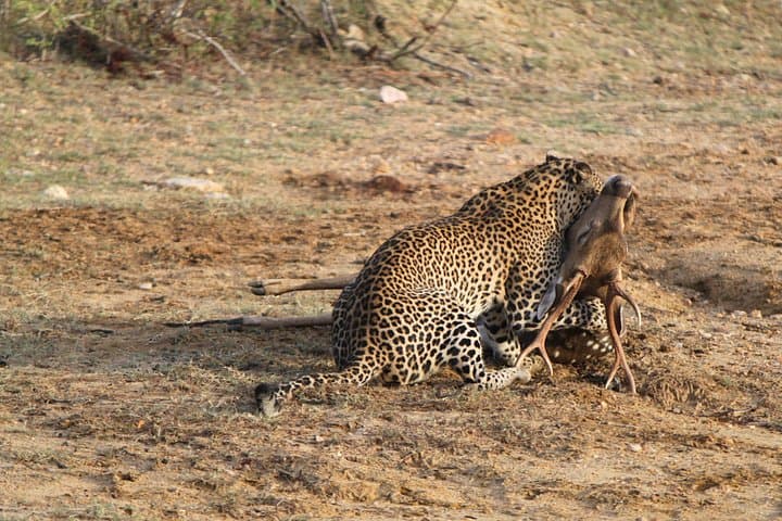 Full-Day Yala National Park Safari — Best Chance to See Leopards photo 2