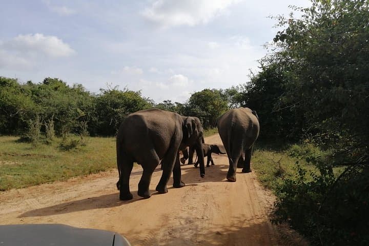 Udawalawe Safari from Hambantota: Elephant Transit Home & Jeep Safari photo 4