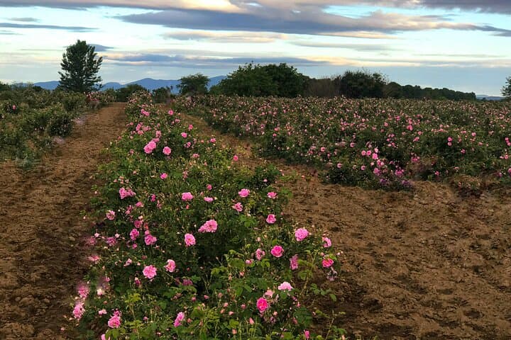 Private Rose Picking in Vrav along the Danube — Guided Rose Oil Experience photo 3