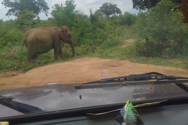 Udawalawe Safari from Kandy: Full-Day Elephant & Wildlife Jeep Tour photo 2