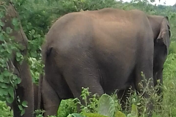 Kandy to Yala Safari and Mirissa Drop: One-Day Wildlife & Beach Adventure