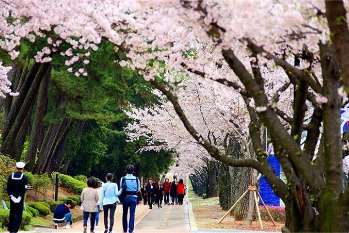 Chasing Jinhae’s Cherry Blossoms: Full-Day Private Tour from Busan photo 4