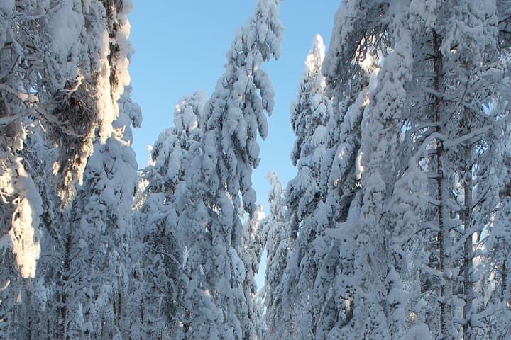 Winter Forest Sledge Ride in Finland: Snowmobile-Led Lakeland Adventure photo 3