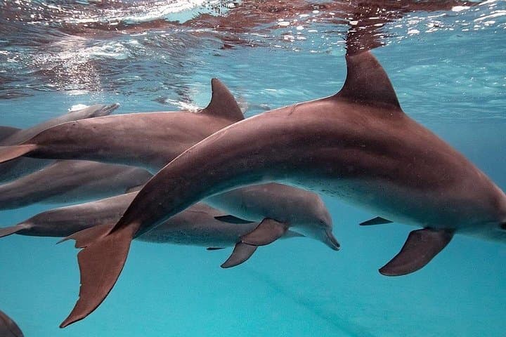 Zanzibar Full-Day Dolphin Tour: Kuza Cave, Blue Lagoon, Starfish & The Rock photo 1