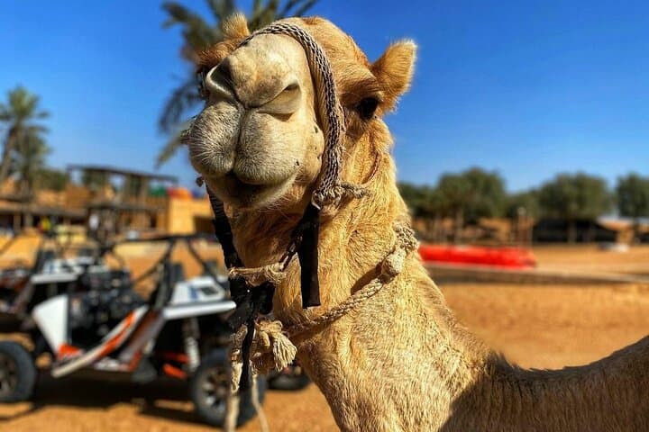Morning Red Dune Desert Safari with Sandboarding & Camel Ride from Dubai photo 3