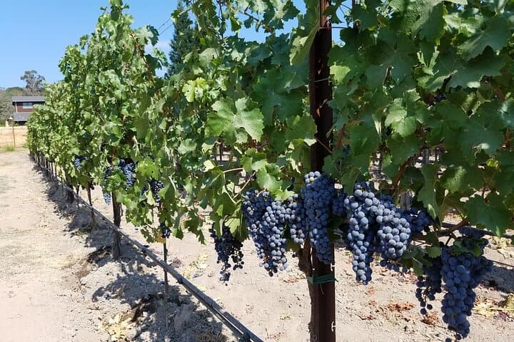 Private Napa Valley Wine Tasting Tour (6-Hour Minimum)