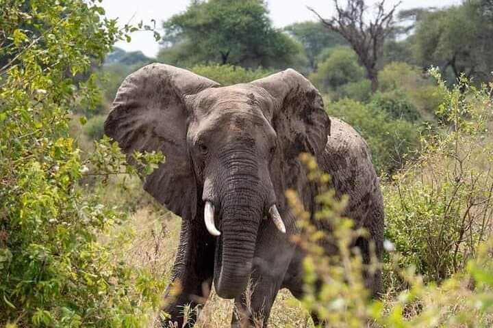 3-Day Serengeti and Ngorongoro Safari Adventure: Game Drives & Crater Descent photo 2