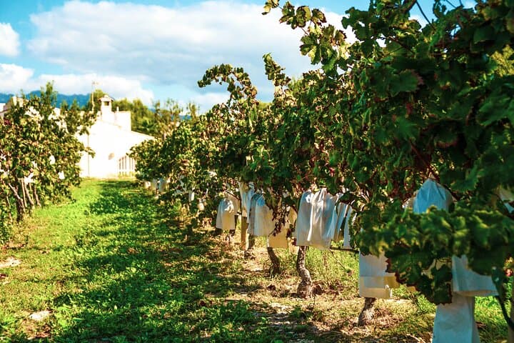 Costa Blanca Highlights: Full-Day Wine, Villages & Views from Benidorm photo 2