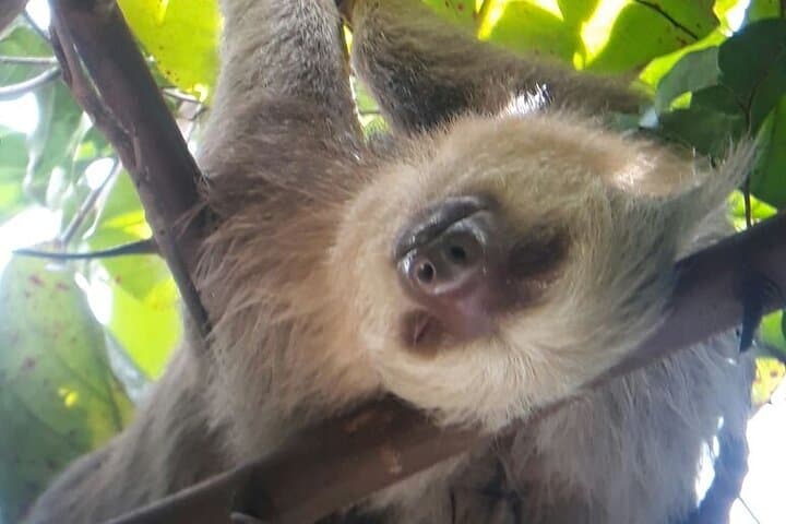 Manuel Antonio National Park Guided Hike: Wildlife, Beaches & Rainforest Trails photo 4