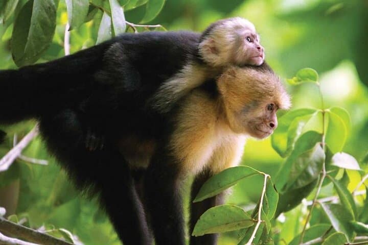 Manuel Antonio National Park Guided Hike: Wildlife, Beaches & Rainforest Trails photo 2