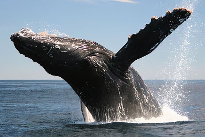 Cabo San Lucas Whale Watching Tour — All-Inclusive 2-Hour Boat Excursion