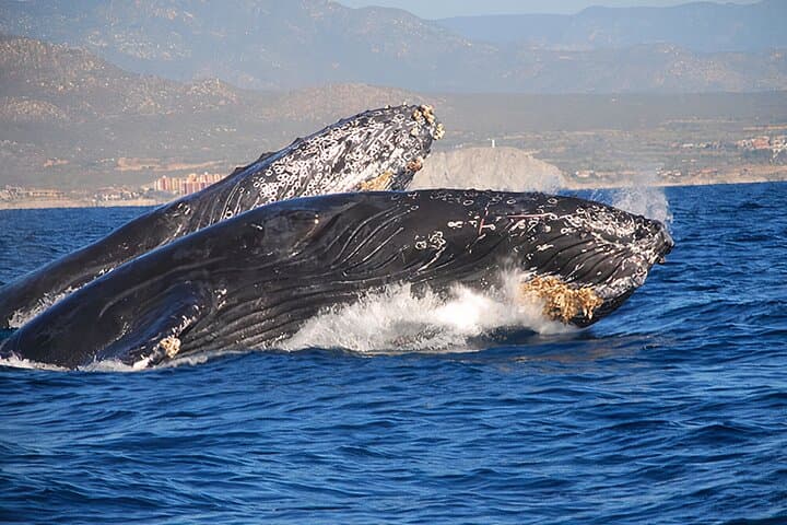 Cabo San Lucas Whale Watching Tour — All-Inclusive 2-Hour Boat Excursion photo 2
