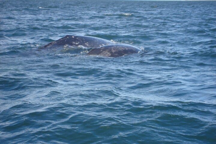 Cabo Combo: Whale Watching, Arch Views, Beach Time and Downtown Shopping photo 6
