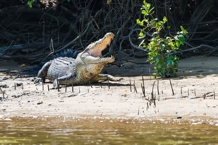 half-day-daintree-rainforest-tour-cape-tribulation-crocodile-cruise photo 5